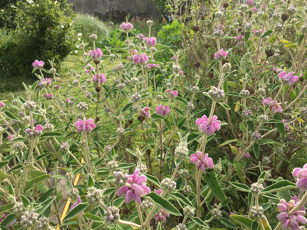 Phlomis purpurea en fleurs sur des versants secs de la péninsule Ibérique